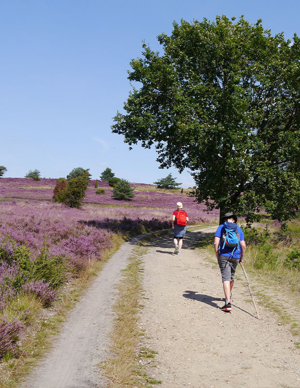 Ein Paar wandert in der Heide