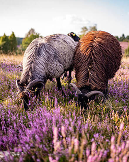 Zwei Heidschnucken grasen in der Heide